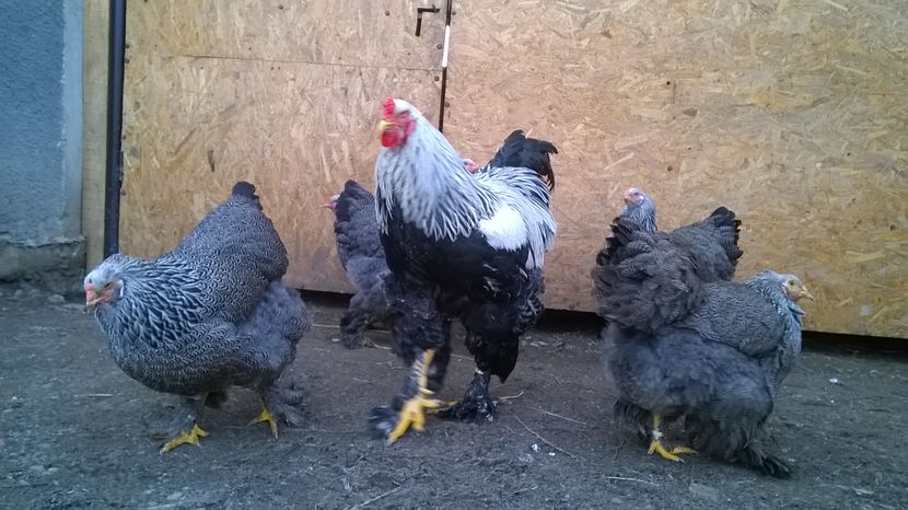  - GAINI BRAHMA HERMINAT INCHIS PT 2017