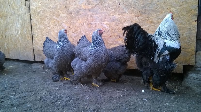  - GAINI BRAHMA HERMINAT INCHIS PT 2017