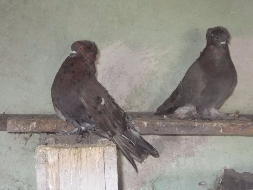 masc.stg.2015,  fem.dr.2016 - uriasi maghiar 2017