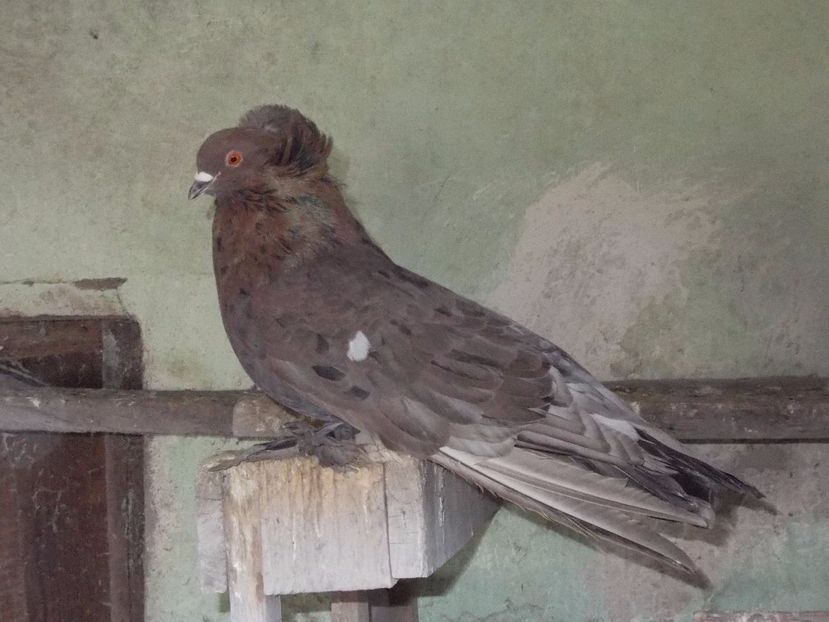 masc.2015 - uriasi maghiar 2017