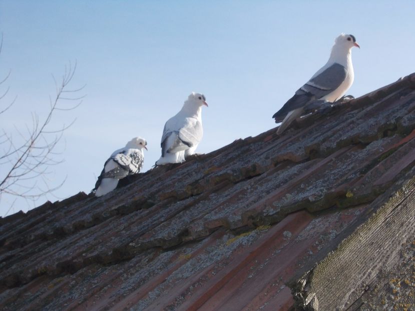  - randunica saxona 2017