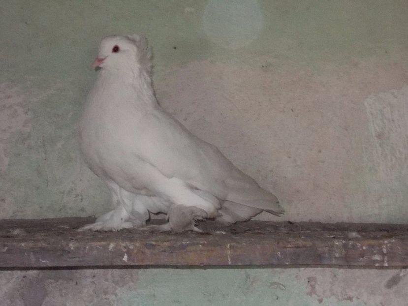 masc.2015 - uriasi maghiar 2017