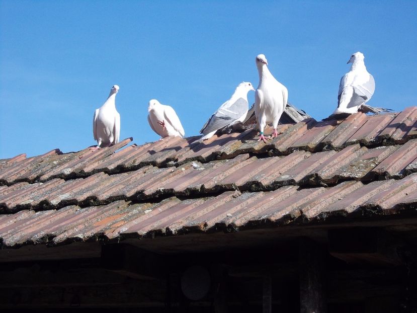  - randunica saxona 2017