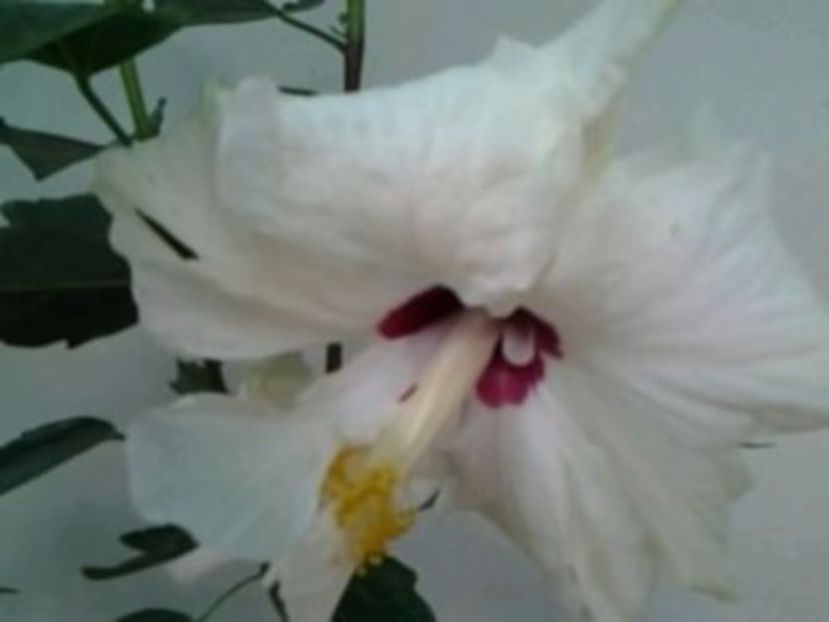 Classic white - floare de iarnă - Hibiscusi 1