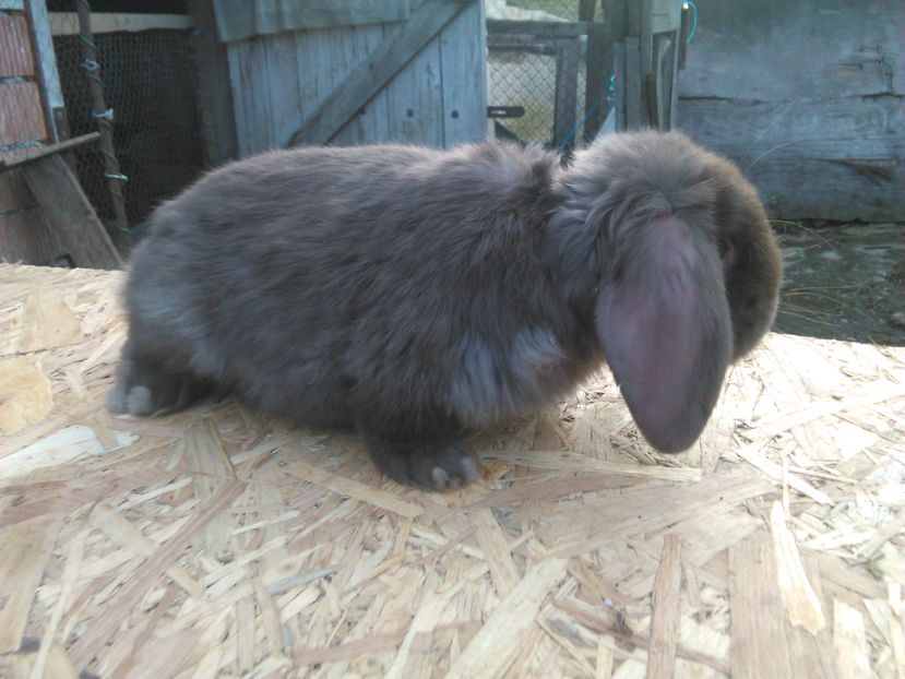  - AAAA PUI Berbec 2017