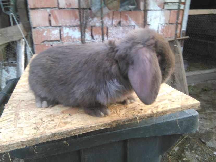  - AAAA PUI Berbec 2017