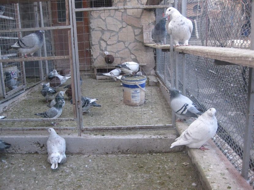  - VOLIEREA VOIAJORI STANDARD