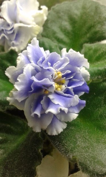 Goluboi Tuman - VIOLETE DE COLECTIE 2017