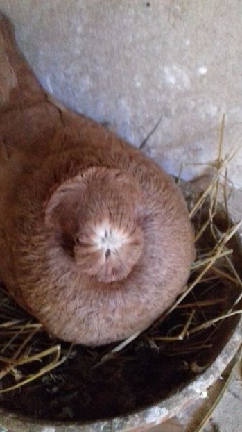  - Dublu Motat de Ardeal Galbeni