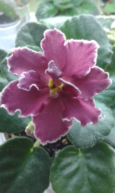 RS Tanec Ognia - VIOLETE DE COLECTIE 2017