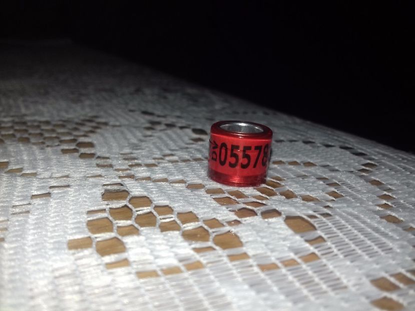 DV 2017 - C C GERMANIA