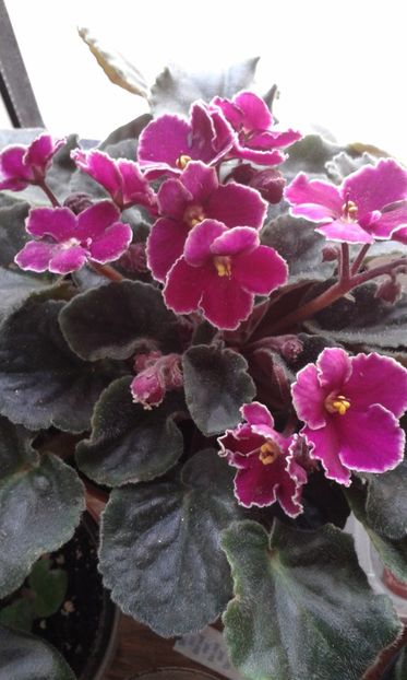  - VIOLETE DE COLECTIE 2017