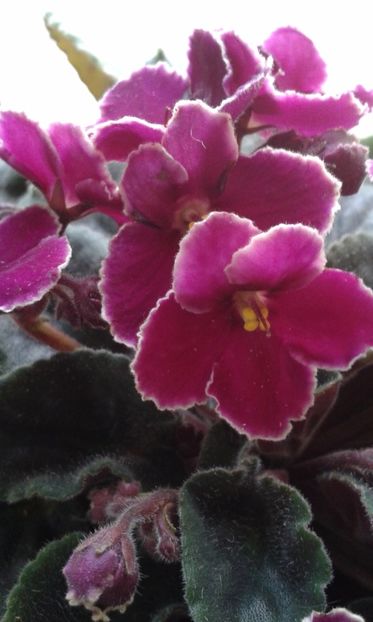  - VIOLETE DE COLECTIE 2017