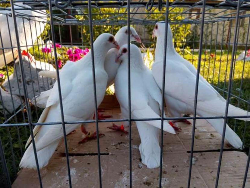  - Porumbei 100lei per voiajor sport di Belgieni