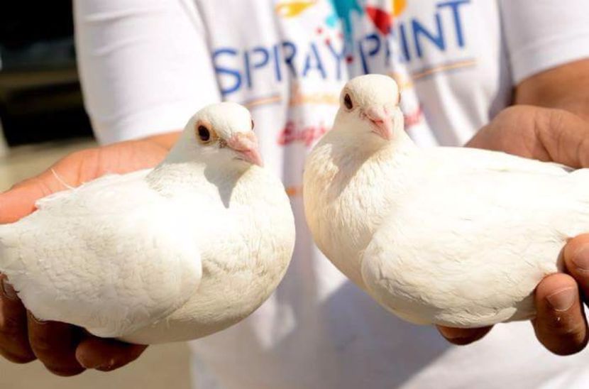  - Porumbei 100lei per voiajor sport di Belgieni