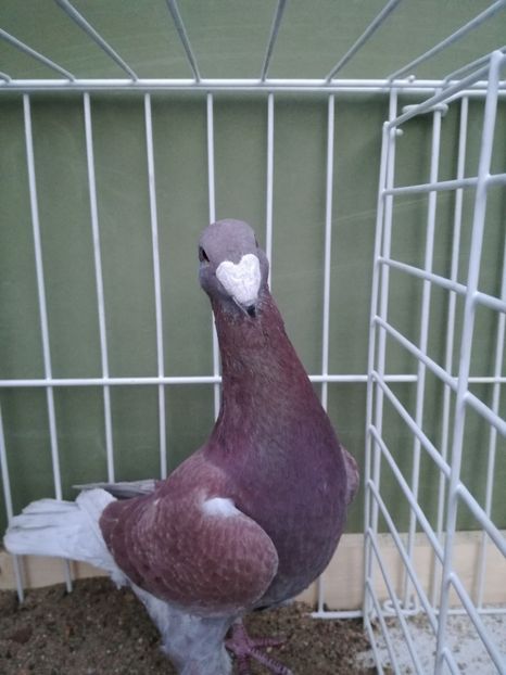  - Achizitii noi si viitoarea matca 2017 masculi rosii