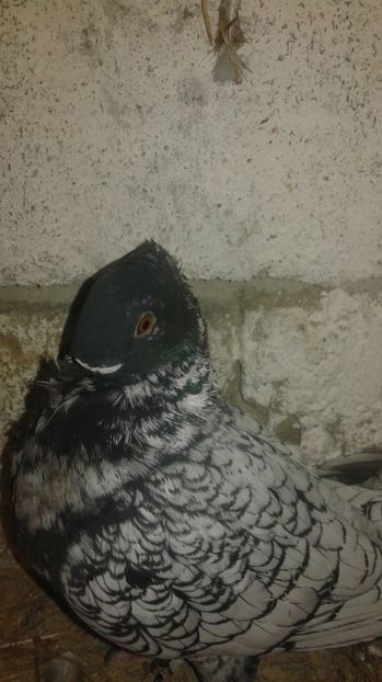  - Porumbei blondineti