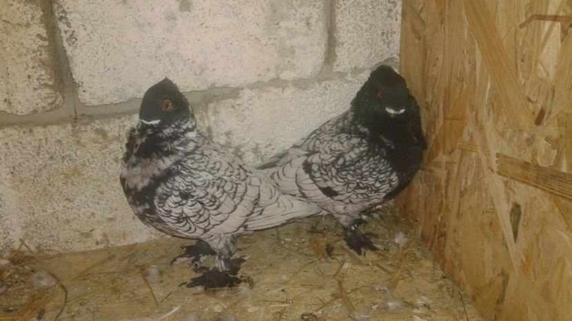  - Porumbei blondineti