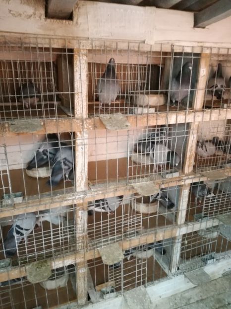  - 25-02-2017 imperechere