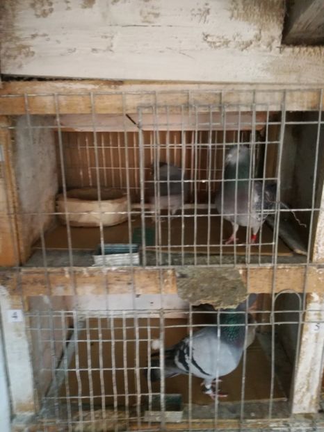  - 25-02-2017 imperechere