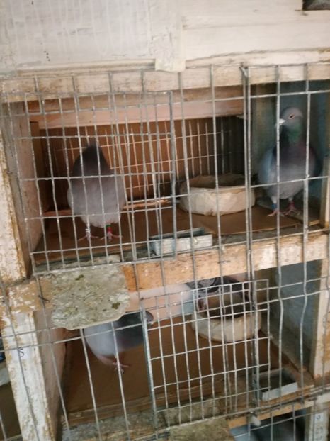  - 25-02-2017 imperechere