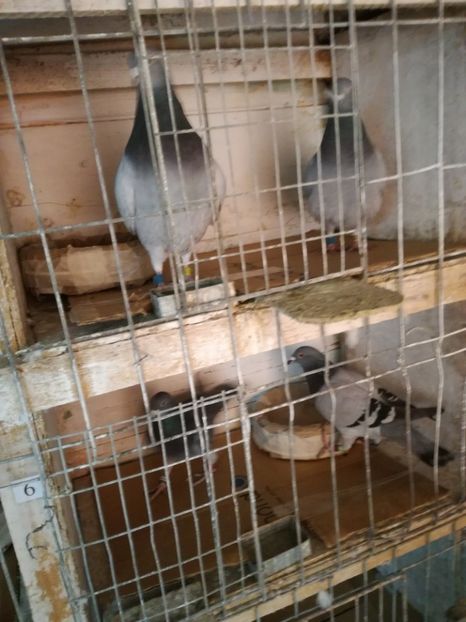  - 25-02-2017 imperechere