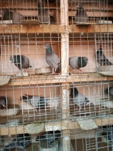  - 25-02-2017 imperechere