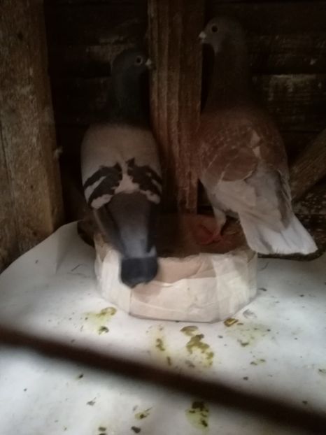  - 25-02-2017 imperechere