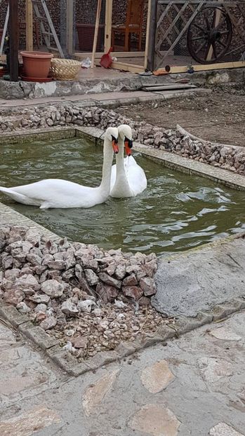 ne iubim in perioada asta mai mult - LEBEDE ALBE