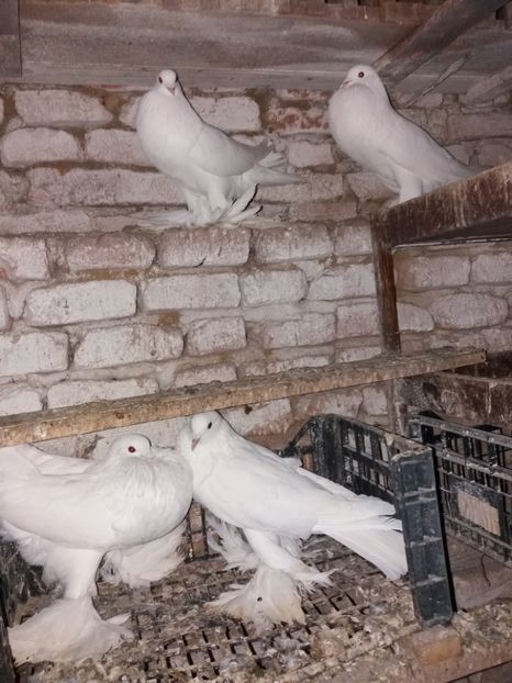  - Gusat de Pomerania alb