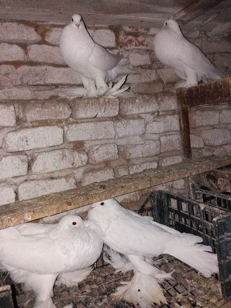  - Gusat de Pomerania alb