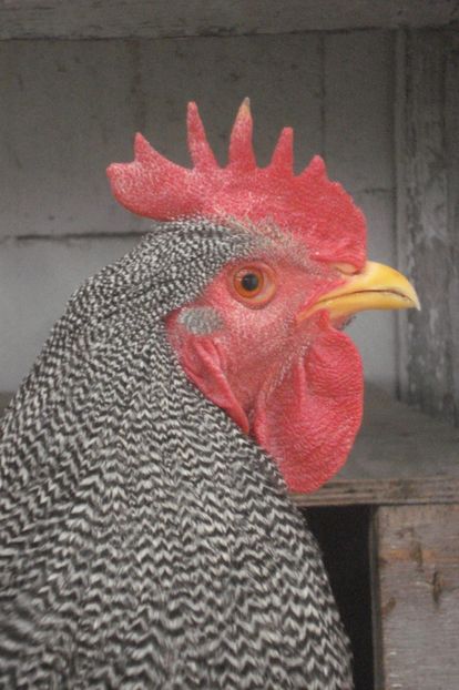 COCOS  2016 - A-CONTACT