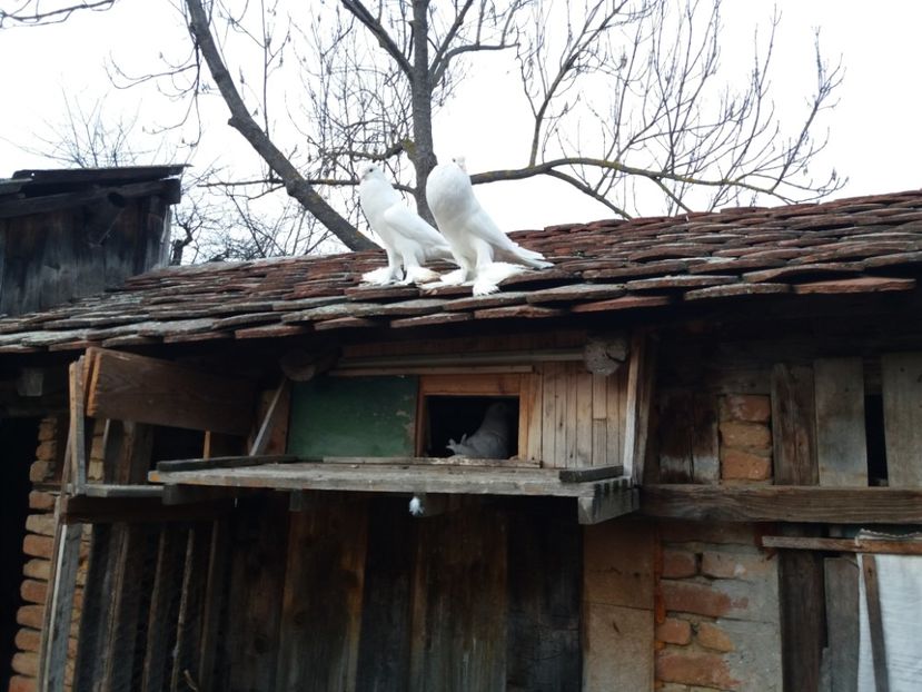  - Gusat de Pomerania alb