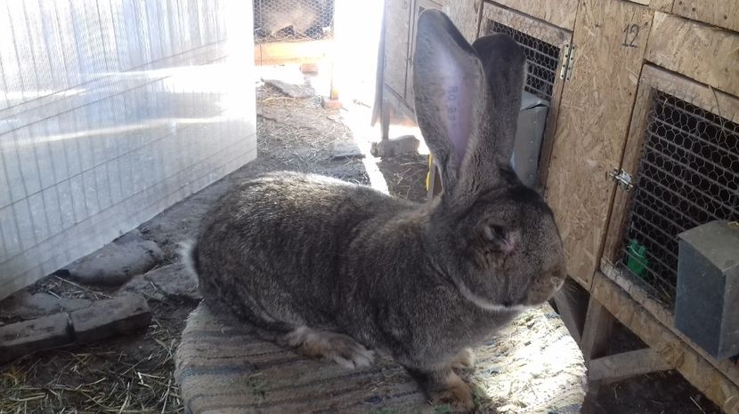 1,2 ani - M 06 - productie proprie