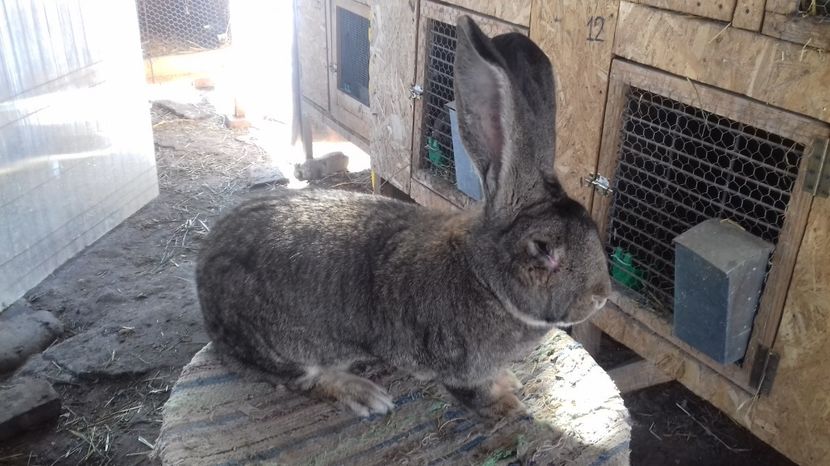 1,2 ani - M 06 - productie proprie