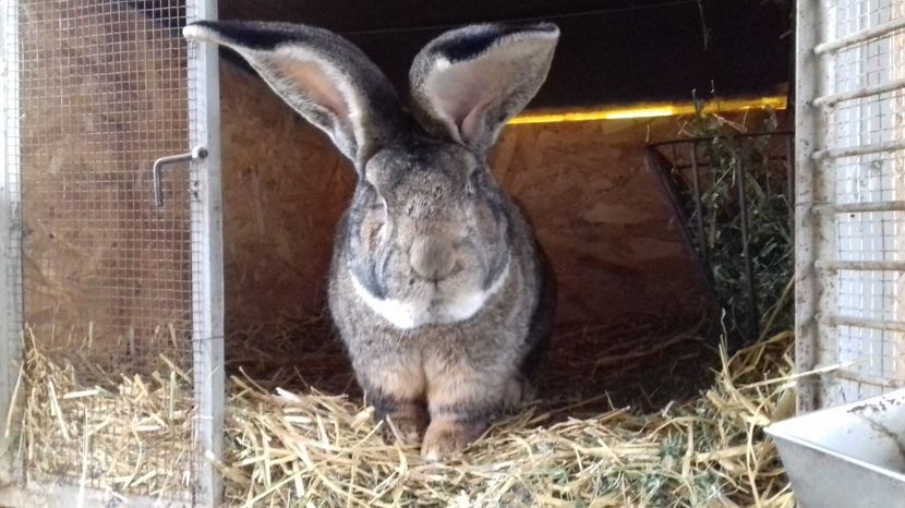 2 ani (4) - M 03 - de la Tarczi Gabor