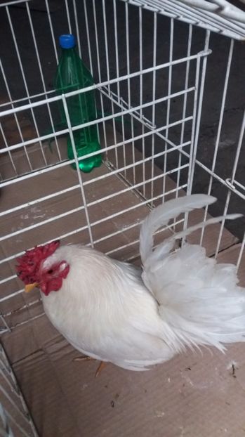 vandut - De vanzare gainuse mi de flori