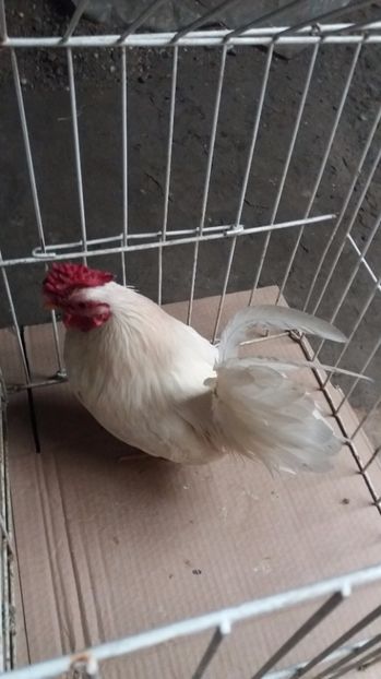 vandut - De vanzare gainuse mi de flori