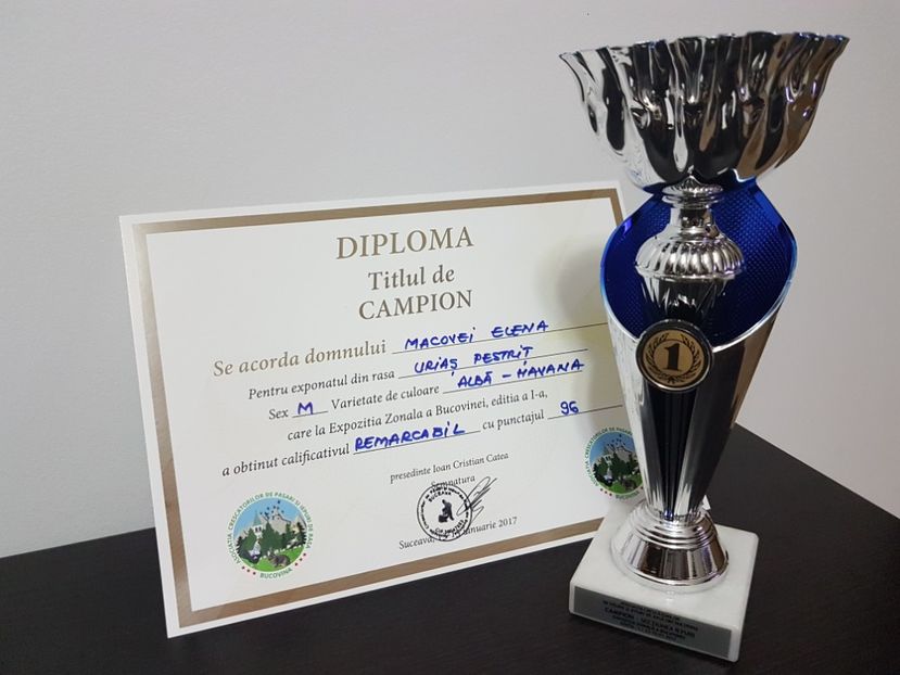 Campion pestrit alb-havana 2017 - 0----------------CONTACT