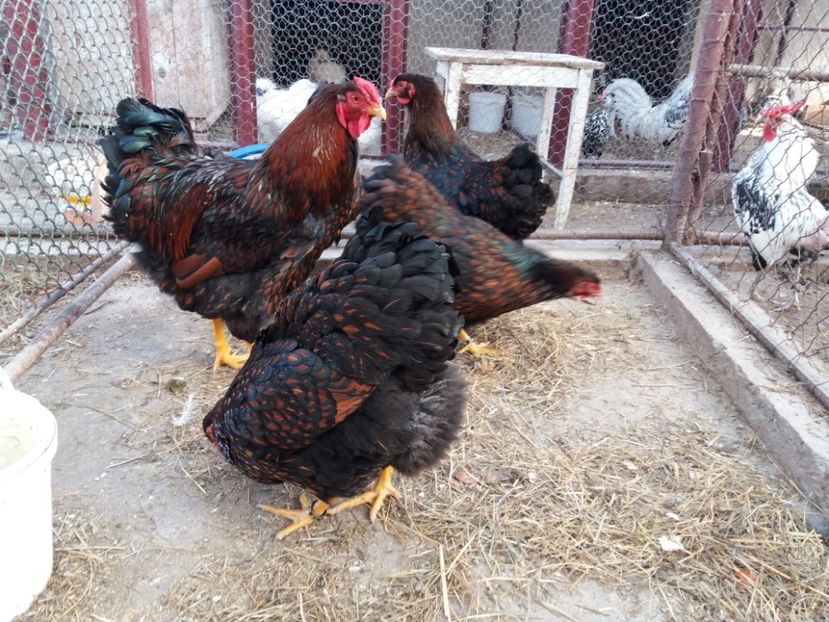  - Wyandotte rosu-negru