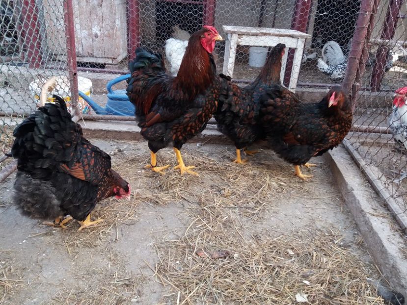  - Wyandotte rosu-negru