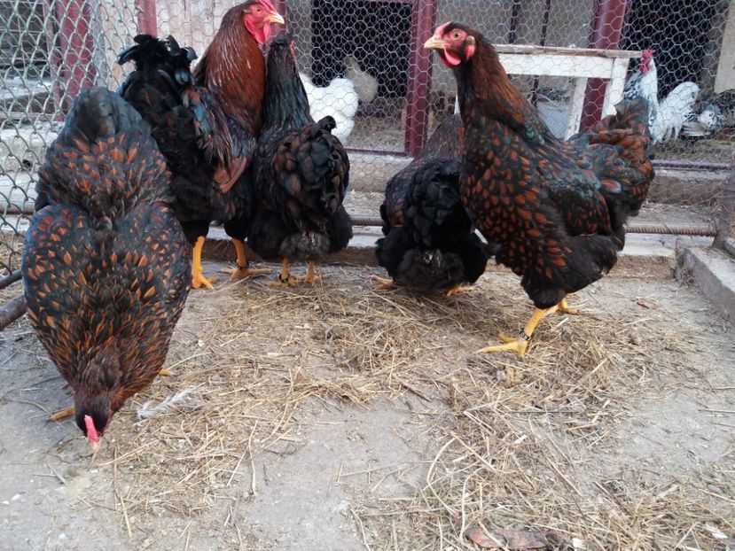  - Wyandotte rosu-negru