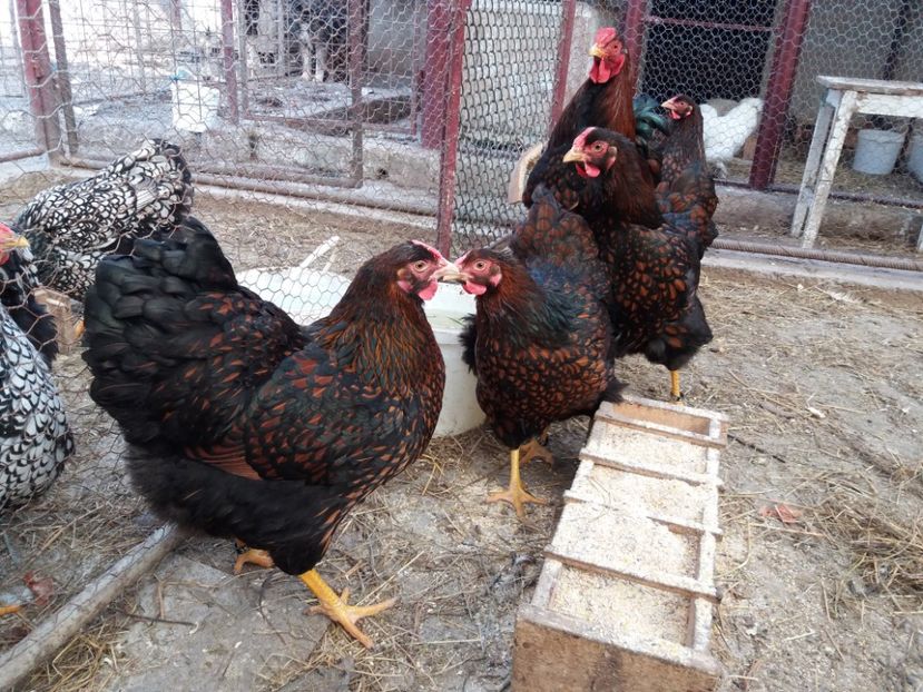  - Wyandotte rosu-negru