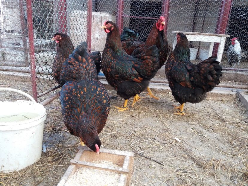  - Wyandotte rosu-negru