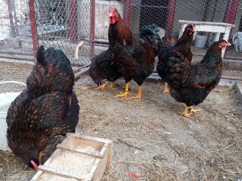  - Wyandotte rosu-negru