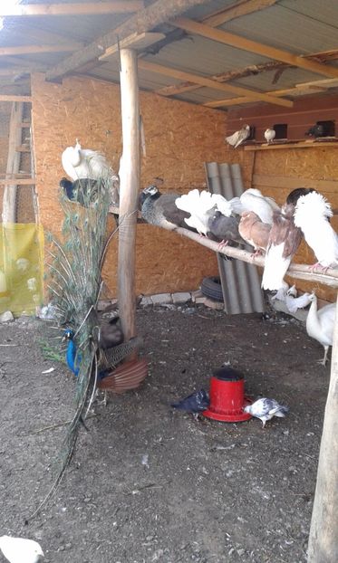  - P--Pauni Indian Blue