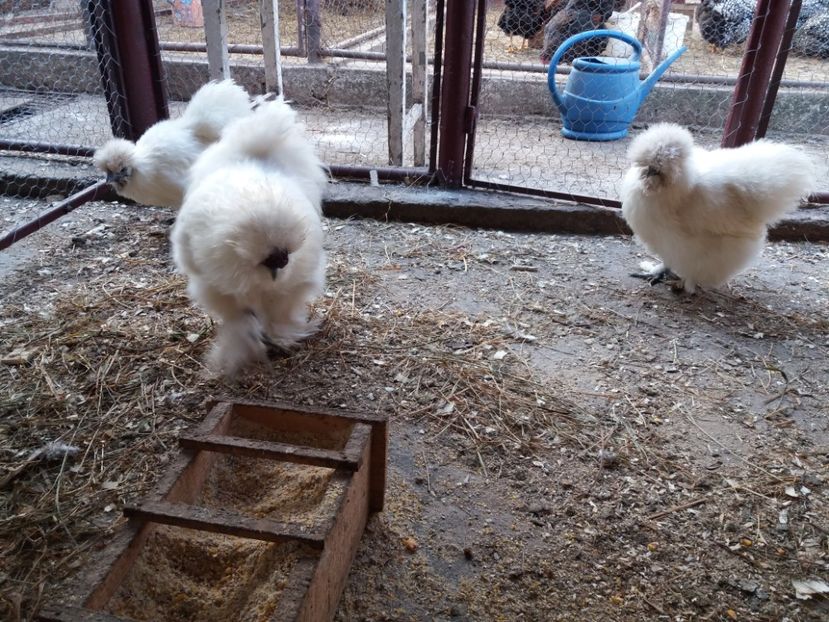  - Matase japoneza alba