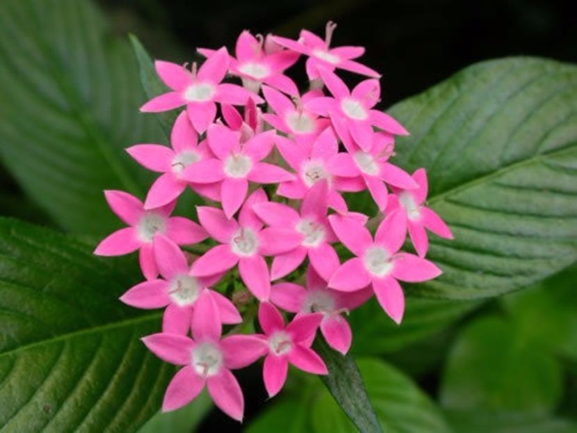 Pentas Lanceolata - AAA- SEMINTE RARE