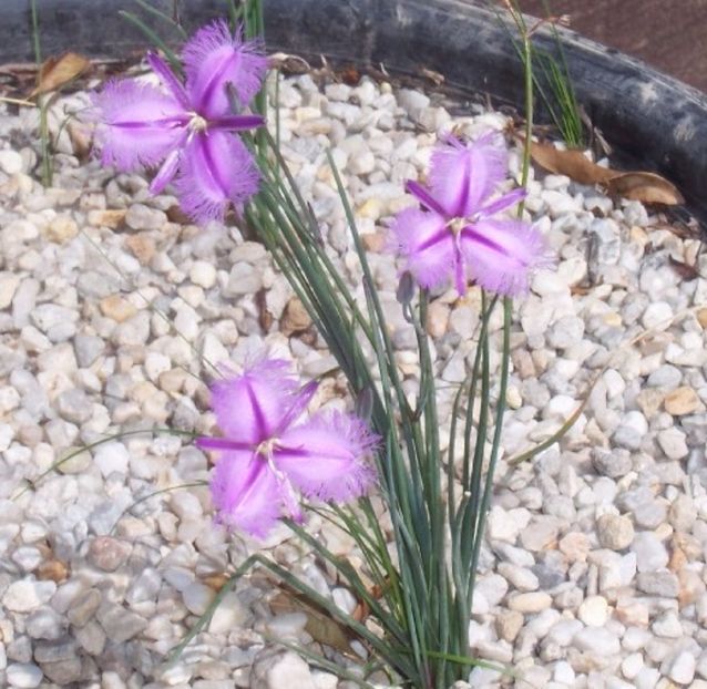 Thysanotus Multiflorus seminte - AAA- SEMINTE RARE