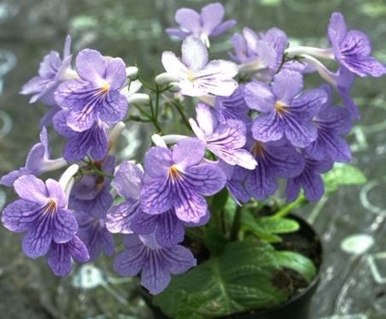 Streptocarpus Bethan - Streptocarpus